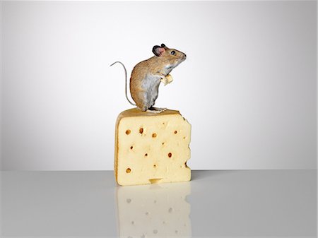 stereotypical - Mouse standing on a piece of cheese Stock Photo - Premium Royalty-Free, Code: 614-08874163