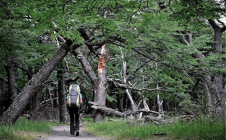 simsearch:614-09017601,k - Woman hikes in beech forest in Los Glaciares National Park, El Chalten, Argentina Photographie de stock - Premium Libres de Droits, Code: 614-08874196