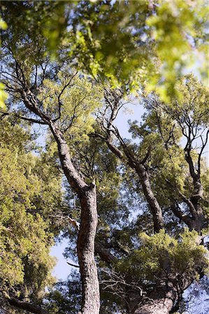 simsearch:614-08874815,k - Tree, Los Arrayanes National Park, Bariloche, Argentina Photographie de stock - Premium Libres de Droits, Code: 614-08874821