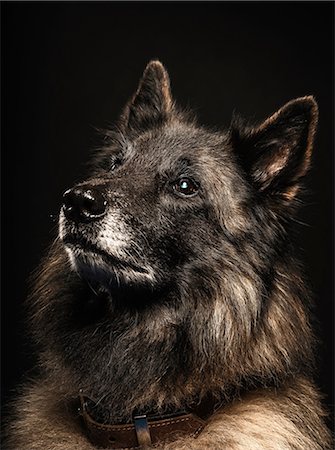 person with animal face - Close up studio portrait of alsatian dog Stock Photo - Premium Royalty-Free, Code: 614-08874939