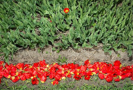 simsearch:400-08400581,k - Discarded cut tulips, Egmond, Netherlands Photographie de stock - Premium Libres de Droits, Code: 614-08874950