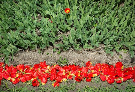 red yellow and green - Discarded cut tulips, Egmond, Netherlands Foto de stock - Sin royalties Premium, Código: 614-08874950