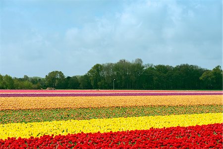 Multi colored tulip fields, Egmond, Netherlands Stock Photo - Premium Royalty-Free, Code: 614-08874952