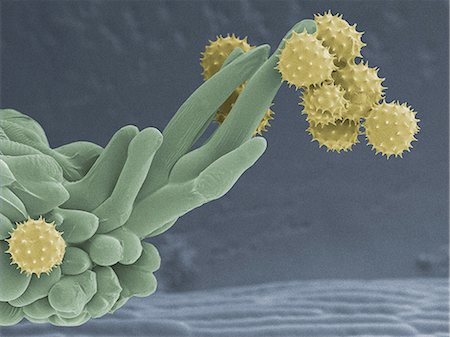 simsearch:649-07063983,k - Daisy pollen, x700 magnification Photographie de stock - Premium Libres de Droits, Code: 614-08875279