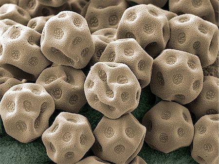 simsearch:649-07063983,k - White flower pollen x1000  magnification Photographie de stock - Premium Libres de Droits, Code: 614-08875281
