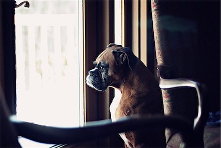 simsearch:614-05557351,k - Boxer dog looking through window Stock Photo - Premium Royalty-Free, Code: 614-08875584