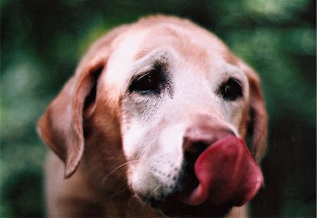 Labrador licking lips, close up Photographie de stock - Premium Libres de Droits, Code: 614-08875585