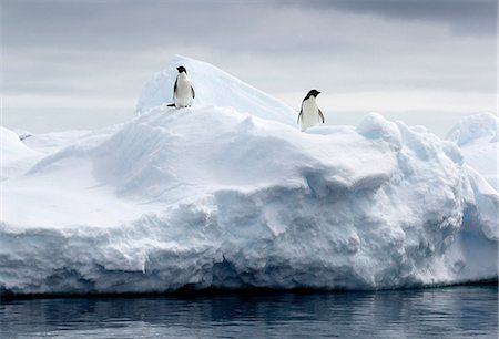 simsearch:614-07194869,k - Adelie Penguins on ice floe in the southern ocean, 180 miles north of East Antarctica, Antarctica Fotografie stock - Premium Royalty-Free, Codice: 614-08875803