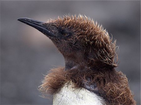 King Penguin chick, north east coast of Macquarie Island, Southern Ocean Stock Photo - Premium Royalty-Free, Code: 614-08875827