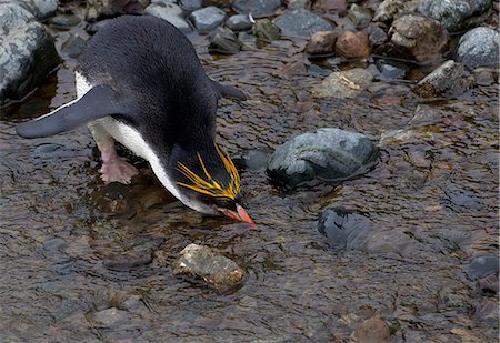 Royal penguin drinks fresh water, at the Royal penguin colony, at Sandy Bay, along the east coast of Macquarie Island, Southern Ocean Stock Photo - Premium Royalty-Free, Code: 614-08875829