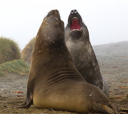 Elephant Seals fight on the beach, north east side of Macquarie Island, Southern Ocean Photographie de stock - Premium Libres de Droits, Code: 614-08875820