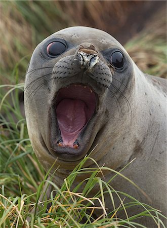 simsearch:614-06043443,k - An Elephant Seal pup (weaner) on the beach, north east side of Macquarie Island, Southern Ocean Fotografie stock - Premium Royalty-Free, Codice: 614-08875822