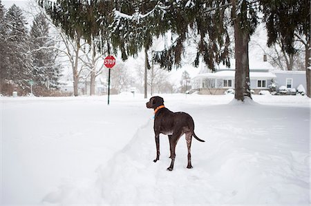 perro guardián - Guard dog standing outside house in snow, Petersburg, Michigan, USA Foto de stock - Sin royalties Premium, Código: 614-08876579