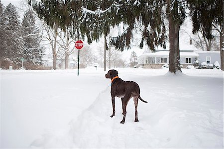 stopsign - Guard dog standing outside house in snow, Petersburg, Michigan, USA Stock Photo - Premium Royalty-Free, Code: 614-08876579