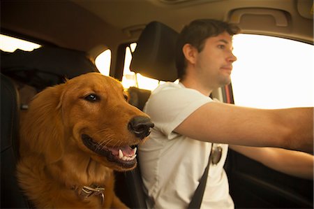 friends in car driving - Dog beside man driving car Stock Photo - Premium Royalty-Free, Code: 614-08876885