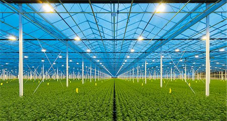 south holland - Greenhouse specialised in growing Chrysanthemums, Ridderkerk, zuid-holland, Netherlands Stock Photo - Premium Royalty-Free, Code: 614-08877160