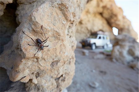 Insect on rock, Namib-Naukluft National Park, Namibia Photographie de stock - Premium Libres de Droits, Code: 614-08877449