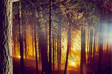 Forest fire, Yosemite National Park, California, USA Foto de stock - Royalty Free Premium, Número: 614-08877502