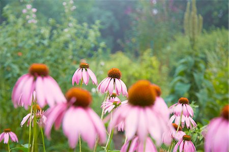 Close up of pink echinacea flowers in herb garden Photographie de stock - Premium Libres de Droits, Code: 614-08877673