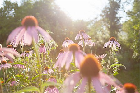 flower private garden nobody - Close up of purple echinacea flowers in herb garden Stock Photo - Premium Royalty-Free, Code: 614-08877680