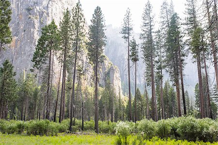 View of foest and mountain, Yosemite National Park, California, USA Fotografie stock - Premium Royalty-Free, Codice: 614-08877724
