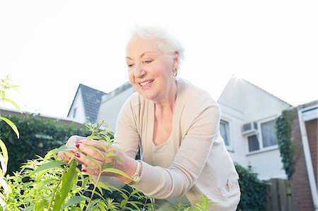 simsearch:614-08884947,k - Senior woman in garden, picking herbs Foto de stock - Royalty Free Premium, Número: 614-08879352