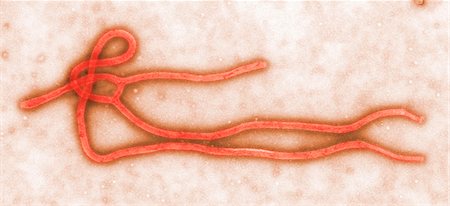 Transmission Electron micrograph of  Ebola virus Stock Photo - Premium Royalty-Free, Code: 614-08870060