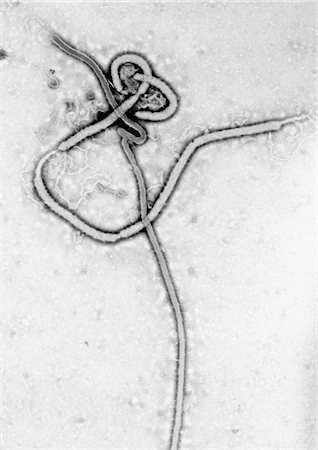Transmission Electron micrograph of  Ebola virus Stock Photo - Premium Royalty-Free, Code: 614-08870061