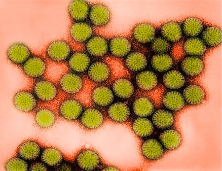 Transmission Electron micrograph of rotavirus Stock Photo - Premium Royalty-Free, Code: 614-08870074