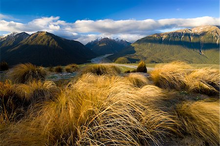 simsearch:649-09206364,k - Tall grass tufts in rural landscape Photographie de stock - Premium Libres de Droits, Code: 614-08870266