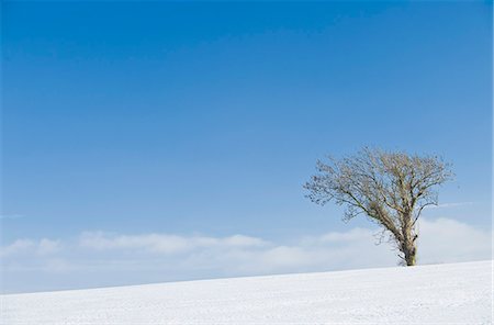 simsearch:649-08632249,k - Tree growing in snowy landscape Stock Photo - Premium Royalty-Free, Code: 614-08870275