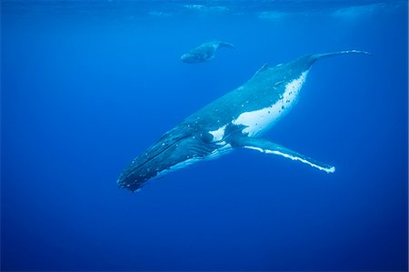 south pacific - Humpback whales swimming underwater Stock Photo - Premium Royalty-Free, Code: 614-08870433