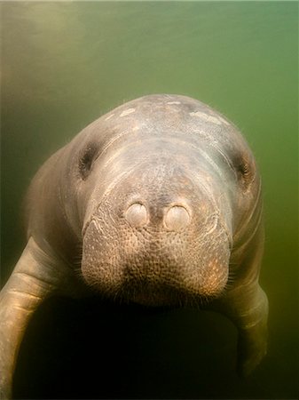 Manatee swimming in murky water Photographie de stock - Premium Libres de Droits, Code: 614-08870615