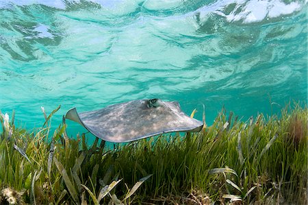 seaweed - Sting ray swimming in tropical water Photographie de stock - Premium Libres de Droits, Code: 614-08870617