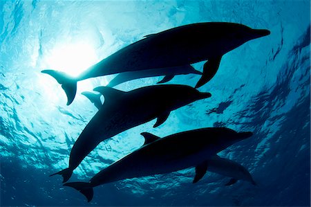 Dolphins swimming in tropical water Fotografie stock - Premium Royalty-Free, Codice: 614-08870618