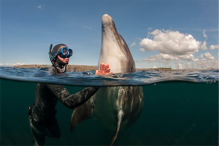 dressage - Diver scratching dolphin in water Photographie de stock - Premium Libres de Droits, Code: 614-08870625