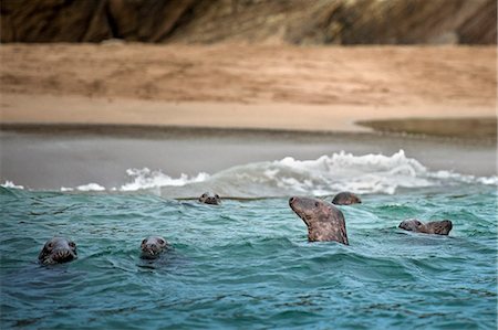 Seals emerging from water Photographie de stock - Premium Libres de Droits, Code: 614-08870629