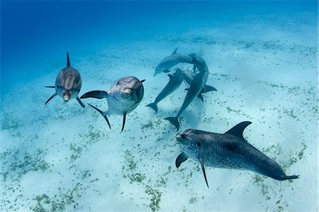 simsearch:6119-07780982,k - Dolphins swimming in tropical water Foto de stock - Sin royalties Premium, Código: 614-08870620