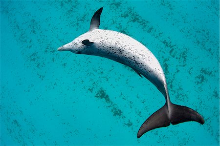 simsearch:6119-07780982,k - Dolphin swimming in tropical water Foto de stock - Sin royalties Premium, Código: 614-08870623