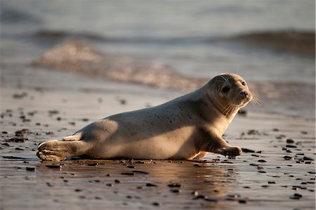 pinnipedia - Grey seal laying on beach Foto de stock - Sin royalties Premium, Código: 614-08870639