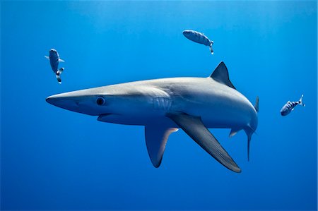 simsearch:6118-09112146,k - Shark and fish swimming underwater Photographie de stock - Premium Libres de Droits, Code: 614-08870645