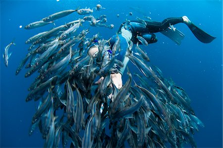 simsearch:841-07080879,k - Diver swimming in school of fish Foto de stock - Sin royalties Premium, Código: 614-08870646