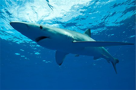 simsearch:6118-09112143,k - Blue shark swimming underwater Photographie de stock - Premium Libres de Droits, Code: 614-08870649