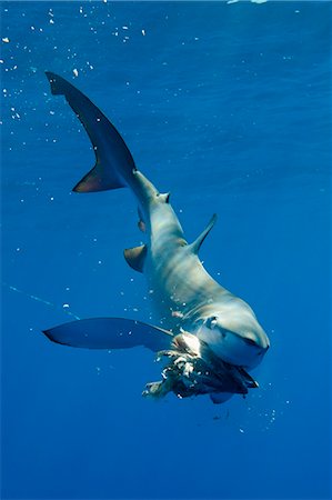 simsearch:6119-08268724,k - Blue shark eating underwater Photographie de stock - Premium Libres de Droits, Code: 614-08870656