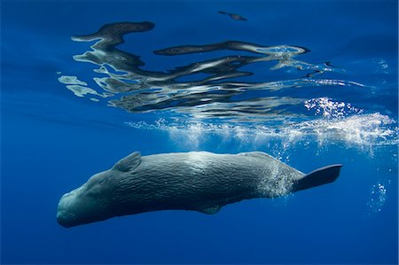 Sperm whale swimming underwater Stock Photo - Premium Royalty-Free, Code: 614-08870658