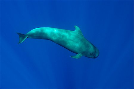 Pilot whale swimming underwater Photographie de stock - Premium Libres de Droits, Code: 614-08870651