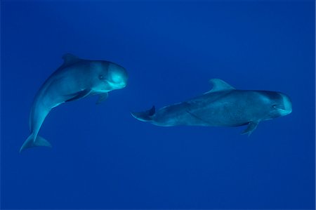 simsearch:6119-08724878,k - Sperm whales swimming underwater Photographie de stock - Premium Libres de Droits, Code: 614-08870653