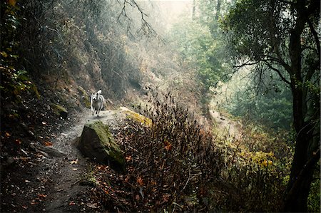 Dog running on dirt path in forest Stock Photo - Premium Royalty-Free, Code: 614-08870677