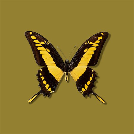 simsearch:649-09206689,k - Close up of taxidermied butterfly Photographie de stock - Premium Libres de Droits, Code: 614-08871139