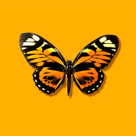 simsearch:614-08869873,k - Close up of taxidermied butterfly Foto de stock - Sin royalties Premium, Código: 614-08871140